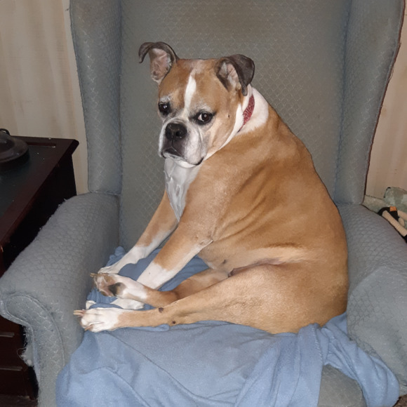 boxerdogmom